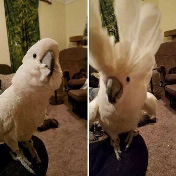 1750384030 509 21 Fotos de animais antes e depois de serem chamados 21 Fotos de animais antes e depois de serem chamados de “bom garoto”