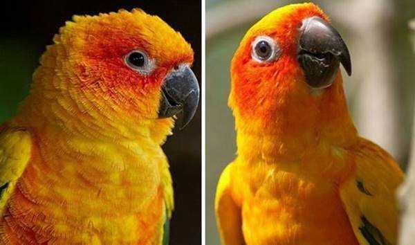 1750384030 517 21 Fotos de animais antes e depois de serem chamados 21 Fotos de animais antes e depois de serem chamados de “bom garoto”