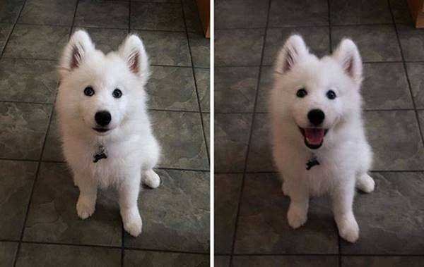 1750384030 531 21 Fotos de animais antes e depois de serem chamados 21 Fotos de animais antes e depois de serem chamados de “bom garoto”