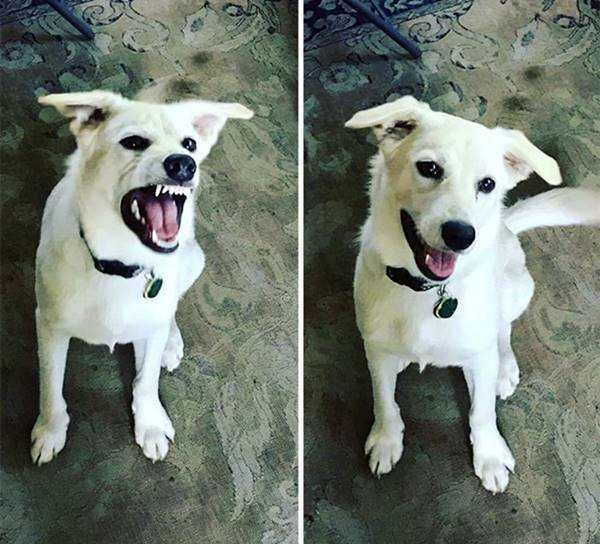 1750384030 633 21 Fotos de animais antes e depois de serem chamados 21 Fotos de animais antes e depois de serem chamados de “bom garoto”