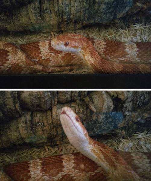 1750384030 682 21 Fotos de animais antes e depois de serem chamados 21 Fotos de animais antes e depois de serem chamados de “bom garoto”