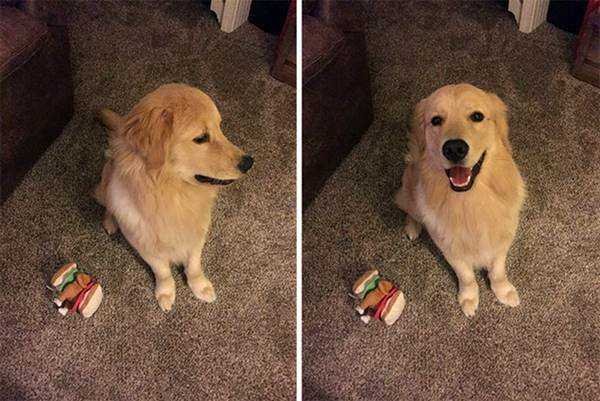 1750384030 789 21 Fotos de animais antes e depois de serem chamados 21 Fotos de animais antes e depois de serem chamados de “bom garoto”