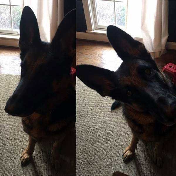 1750384030 840 21 Fotos de animais antes e depois de serem chamados 21 Fotos de animais antes e depois de serem chamados de “bom garoto”