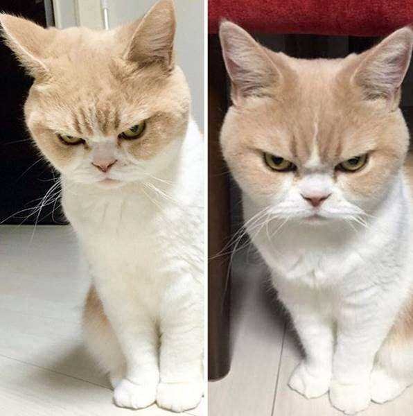 1750384030 852 21 Fotos de animais antes e depois de serem chamados 21 Fotos de animais antes e depois de serem chamados de “bom garoto”