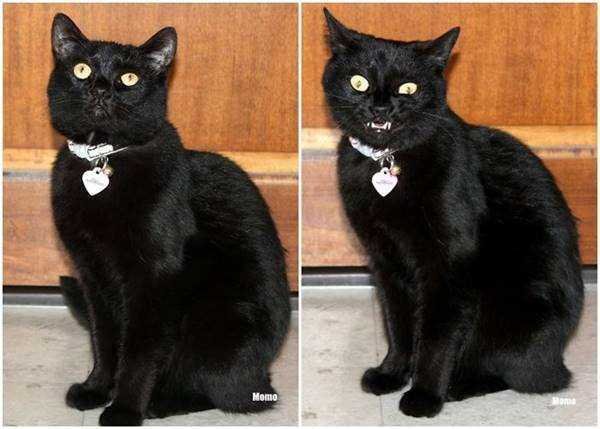 1750384030 858 21 Fotos de animais antes e depois de serem chamados 21 Fotos de animais antes e depois de serem chamados de “bom garoto”
