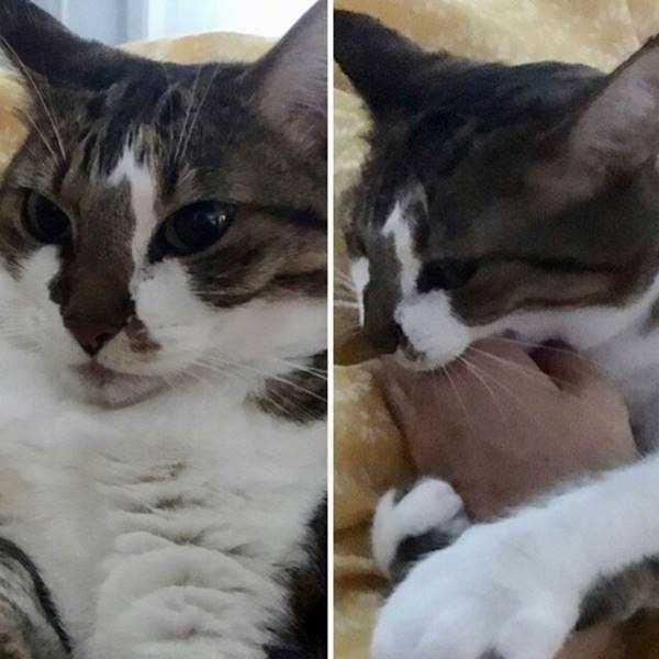 1750384030 877 21 Fotos de animais antes e depois de serem chamados 21 Fotos de animais antes e depois de serem chamados de “bom garoto”