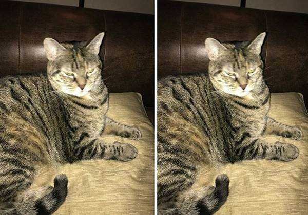 1750384030 89 21 Fotos de animais antes e depois de serem chamados 21 Fotos de animais antes e depois de serem chamados de “bom garoto”