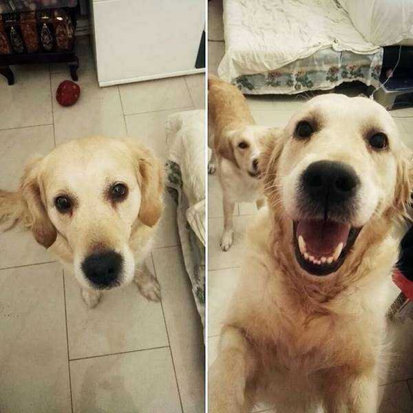 1750384030 922 21 Fotos de animais antes e depois de serem chamados 21 Fotos de animais antes e depois de serem chamados de “bom garoto”
