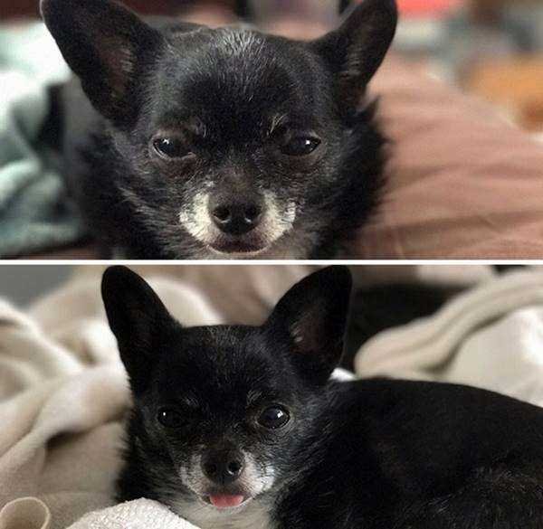 1750384030 974 21 Fotos de animais antes e depois de serem chamados 21 Fotos de animais antes e depois de serem chamados de “bom garoto”