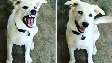 21 Fotos de animais antes e depois de serem chamados de “bom garoto”