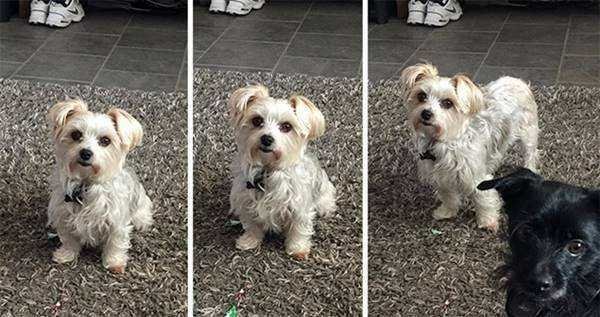 1750384031 979 21 Fotos de animais antes e depois de serem chamados 21 Fotos de animais antes e depois de serem chamados de “bom garoto”