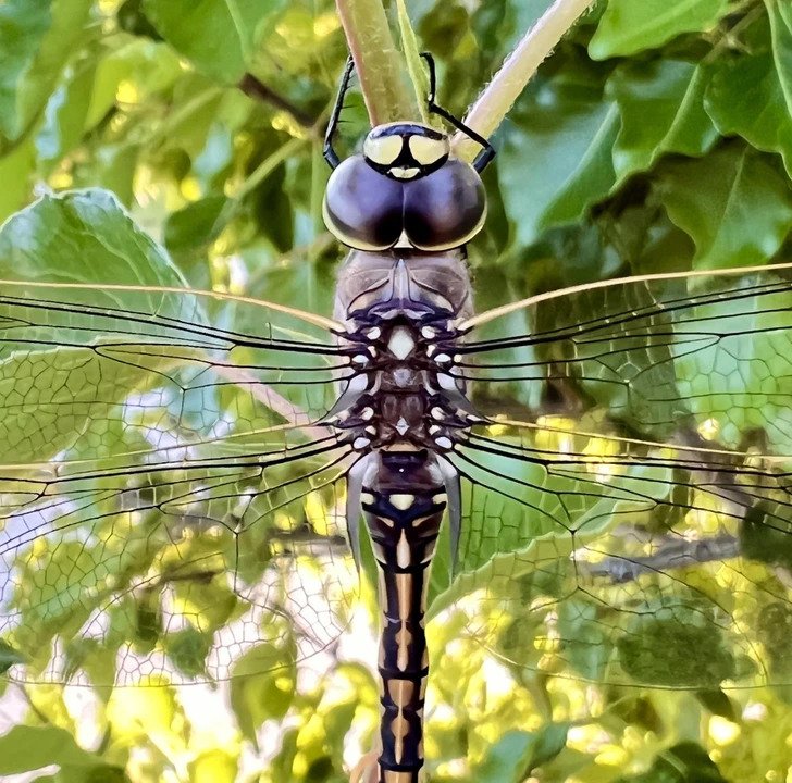 1750385653 95 Ilusoes de otica 21 Fotos que causam duvidas em quem