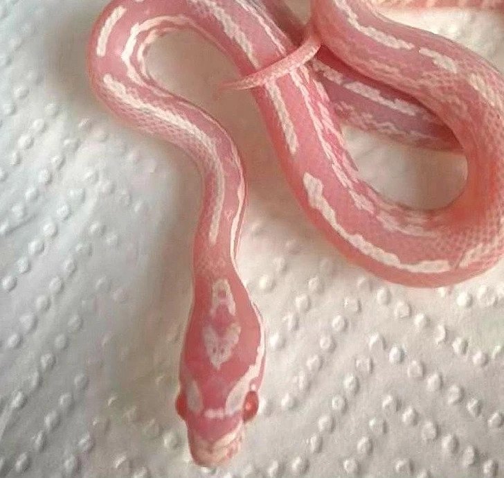 1750385655 959 Ilusoes de otica 21 Fotos que causam duvidas em quem Receita de Empadão de Frango Cremoso