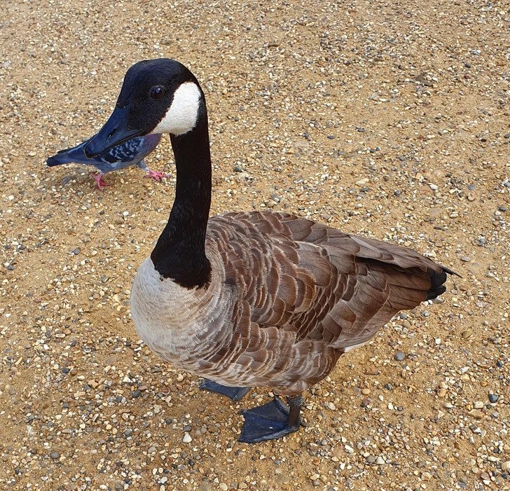 1750385657 944 Ilusoes de otica 21 Fotos que causam duvidas em quem