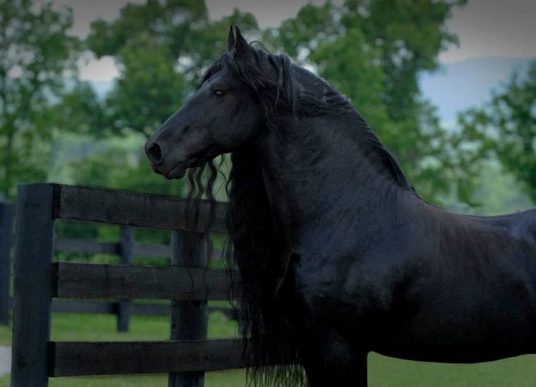 1750388523 920 parece um cavalo normal de costas mas quando ele se