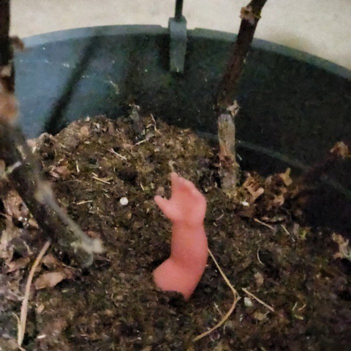 32 Garotas que só queriam ficar mais bonitas, mas alguma coisa deu MUITO errado