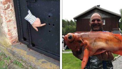 16 Fotos que fazem duvidar do que os olhos estão realmente vendo