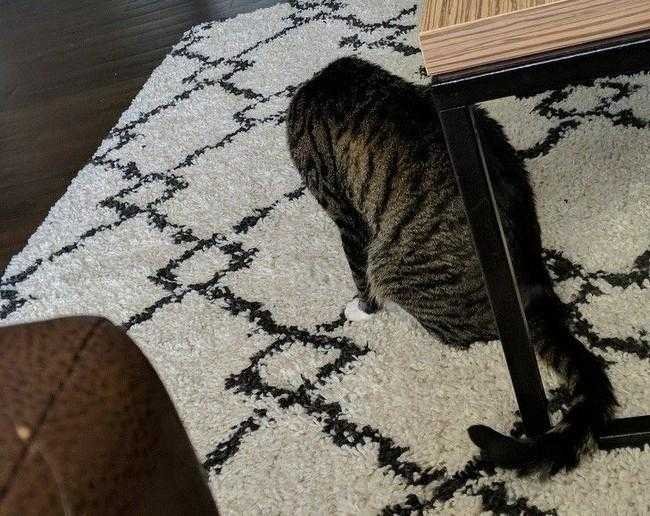 1750394651 748 20 fotos confusas que farao voce olhar duas vezes para