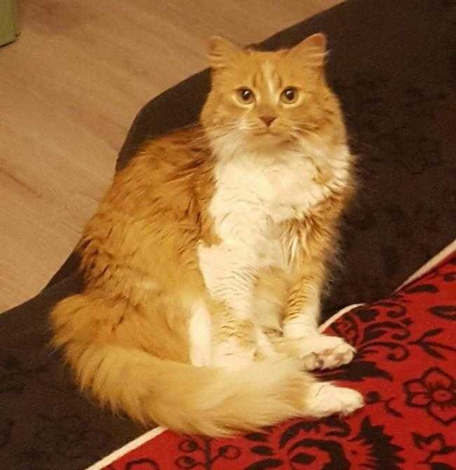 1750394674 226 20 fotos confusas que farao voce olhar duas vezes para