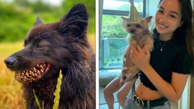 20 fotos confusas que farão você olhar duas vezes para ter certeza do que está vendo