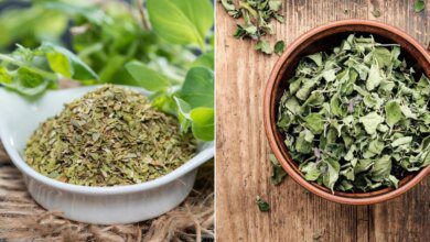 1750395500 11 beneficios do oregano alem do gostinho na pizza 11 benefícios do orégano além do gostinho na pizza