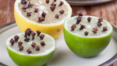 1750396814 8 dicas para afastar mosquitinho e outros insetos longe da 8 dicas para afastar mosquitinho e outros insetos longe da cozinha