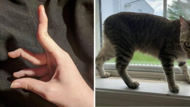 13 pessoas e animais únicos que nasceram para se destacar