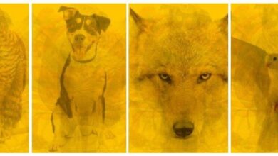 TESTE: Animal que viu primeiro -revela aspectos ocultos de sua personalidade