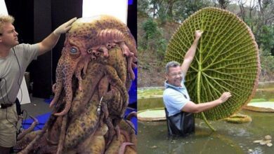 20 fotos que mostram coisas comuns de uma maneira totalmente nova