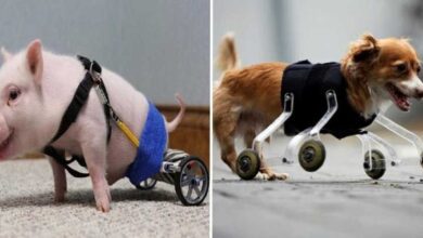 10 Animais com próteses que vão restaurar sua fé na humanidade