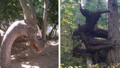 20 árvores que você terá que olhar duas vezes para ter certeza de que são árvores reais