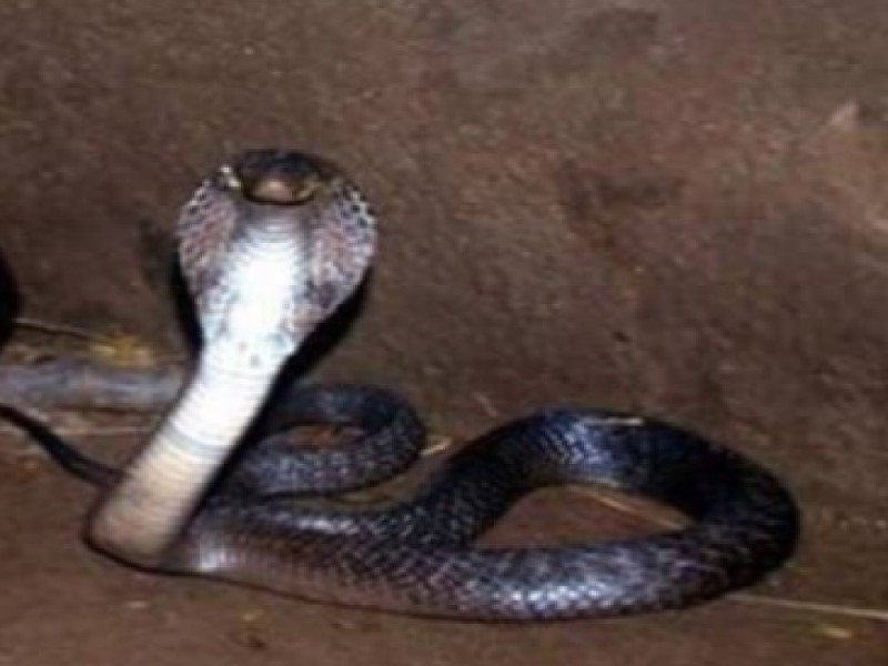 1750422790 878 cachorrinhos caem dentro de poco e encontram uma cobra o le chien 8