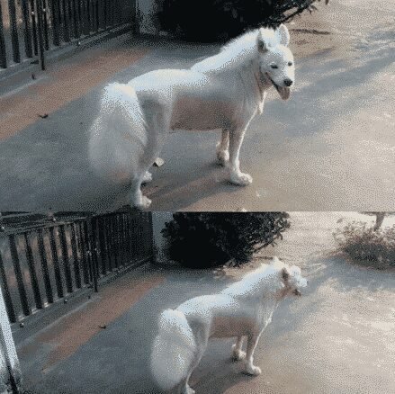 As 20 piores tosas e penteados em cães e gatos