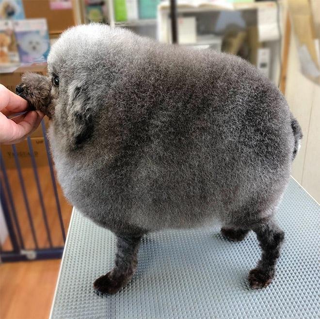 As 20 piores tosas e penteados em cães e gatos