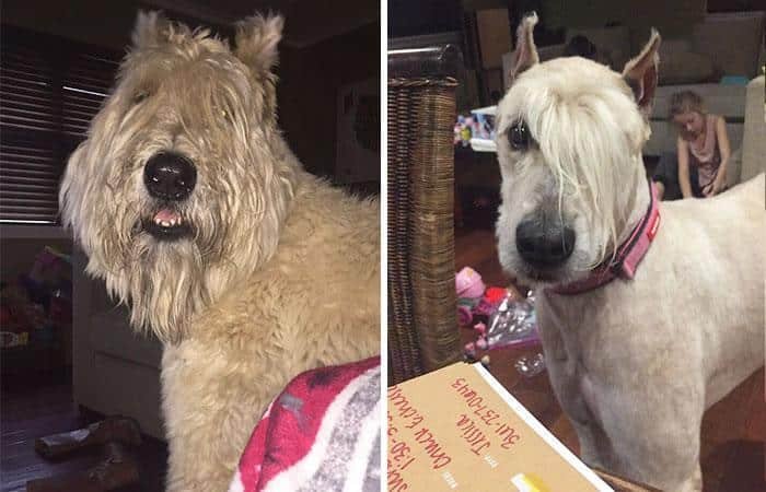 As 20 piores tosas e penteados em cães e gatos