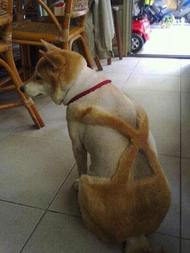 As 20 piores tosas e penteados em cães e gatos