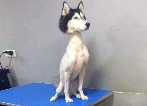 As 20 piores tosas e penteados em cães e gatos