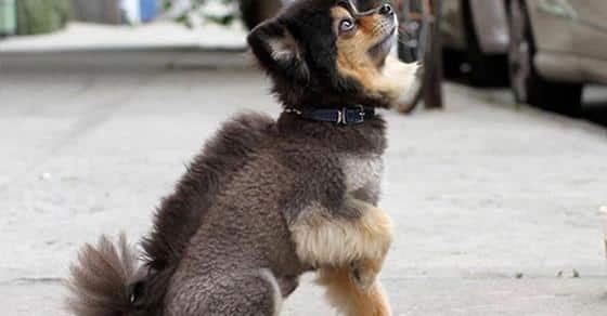 As 20 piores tosas e penteados em cães e gatos