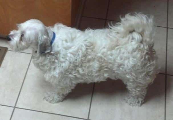 As 20 piores tosas e penteados em cães e gatos