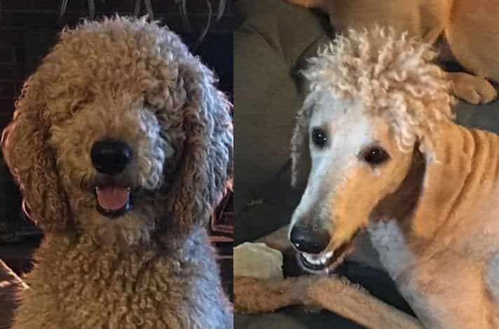 As 20 piores tosas e penteados em cães e gatos