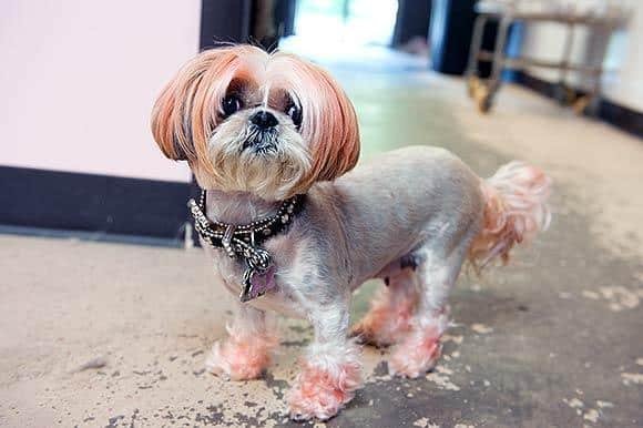 As 20 piores tosas e penteados em cães e gatos