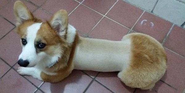 As 20 piores tosas e penteados em cães e gatos