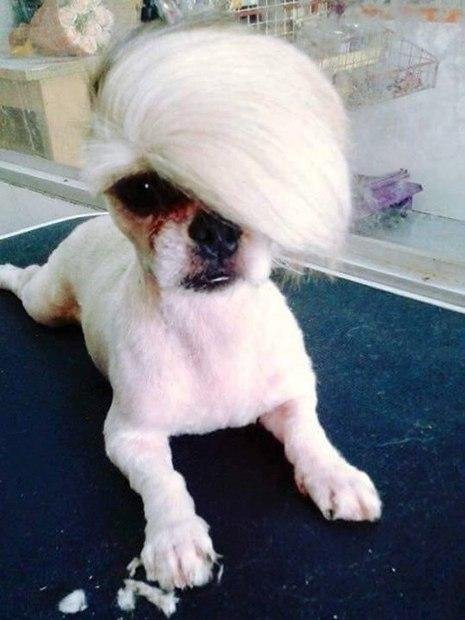 As 20 piores tosas e penteados em cães e gatos