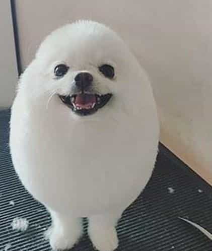 As 20 piores tosas e penteados em cães e gatos