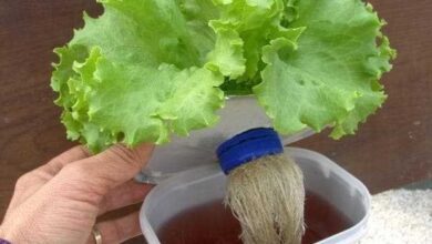 Aprenda a plantar alface em pote de sorvete