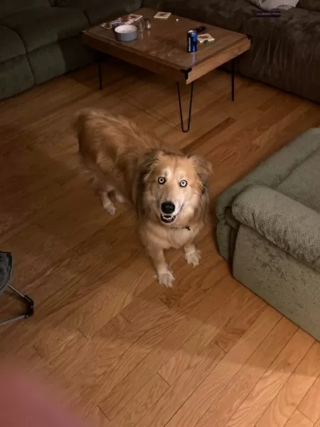 Antepasto de berinjela maravilhoso