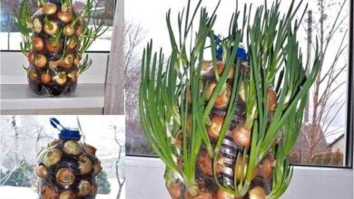 Como cultivar cebolinhas dentro de casa ou AP