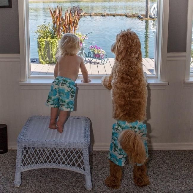 cachorro-roupas-bebe-2