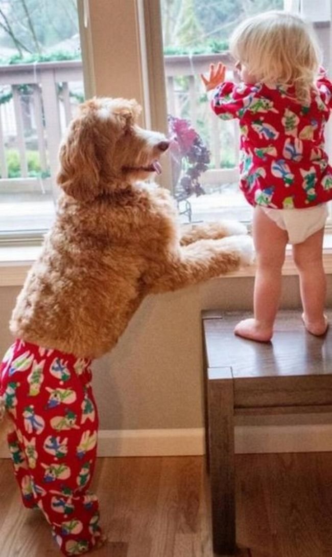 cachorro-roupas-bebe-3