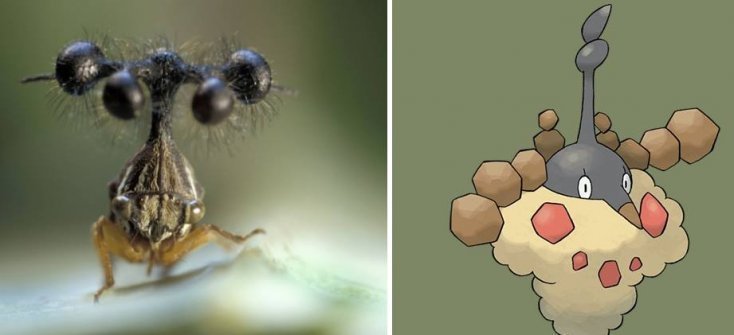 1750475892 285 16 pokemons que existem na vida real pokemon4